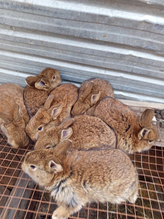 Продаётся кролики