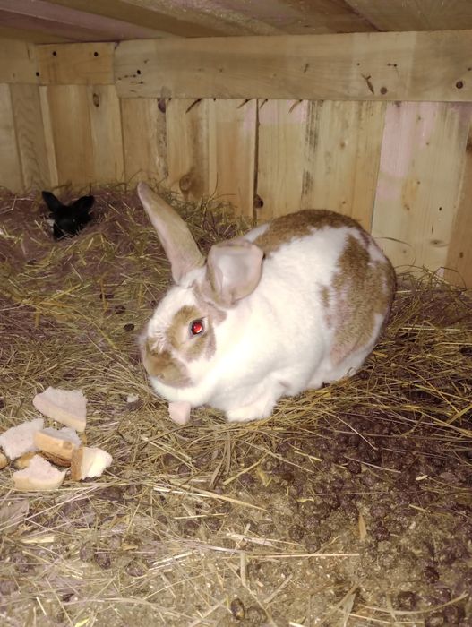 Femela fluture german cu 9 pui