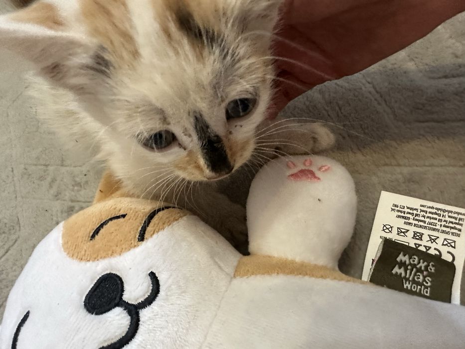 ПОДАРЯВАТ СЕ! 2 женски котенца на около 2 месеца