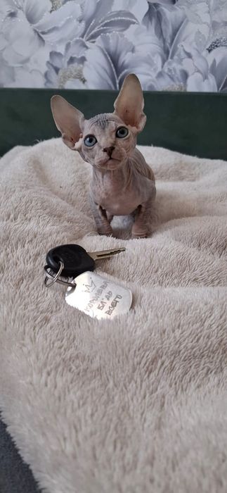 Донские Сфинксы.  Голубоглазые .