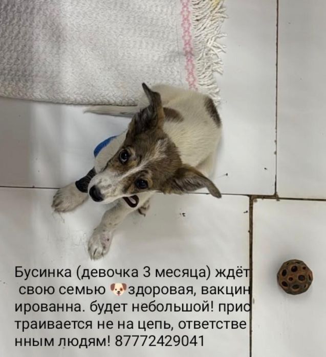 В добрые руки малышка.