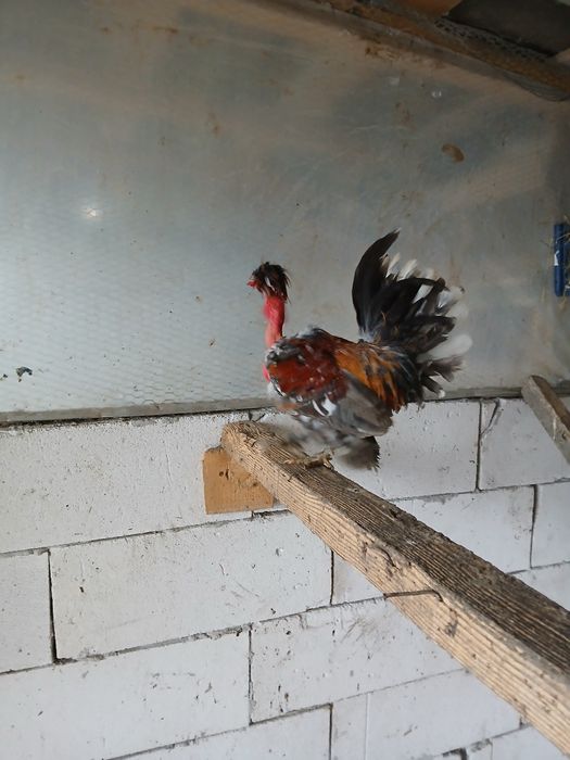 Cocos pitici gat-golas