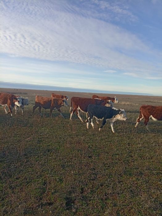 1.5 жастык букалар