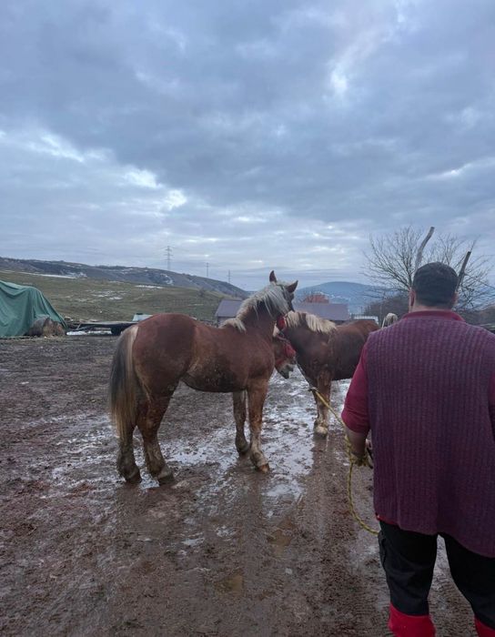 Vand cai sanatosi, bine ingrijiti, potriviti pentru munca sau agrement. Blanzi si usor de manevrat .Pret negociabil Detalii la telefon.