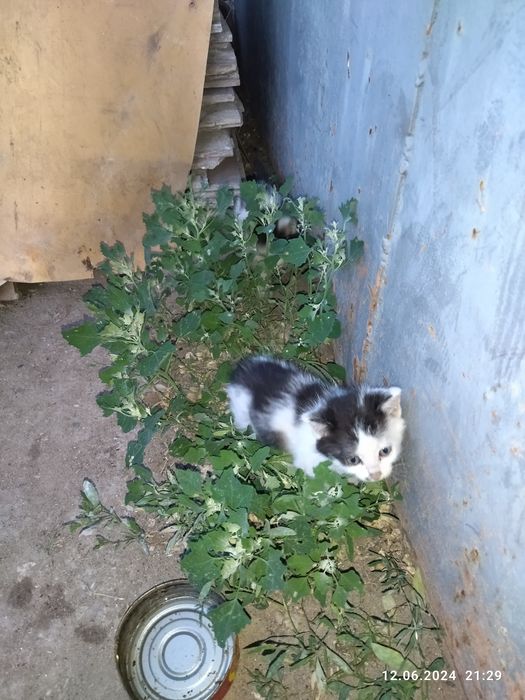 Отдам котят в добрые руки.