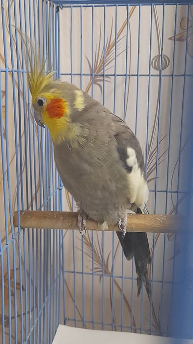 Корелла самец с клеткой