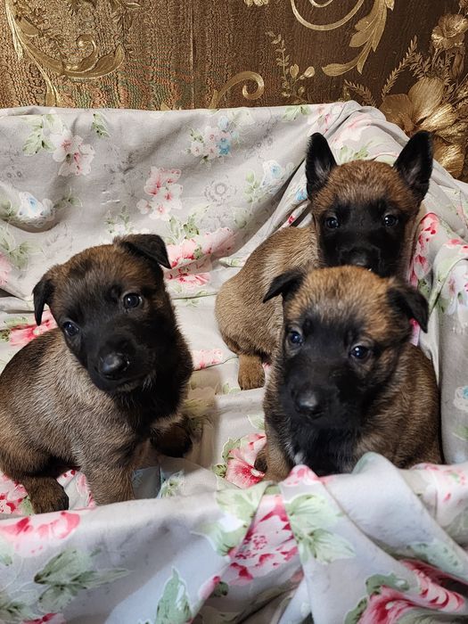 Щенки Бельгийской овчарки