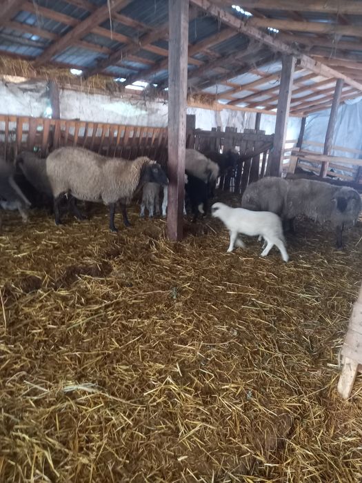 Vând 9 oi cu 12 miei !