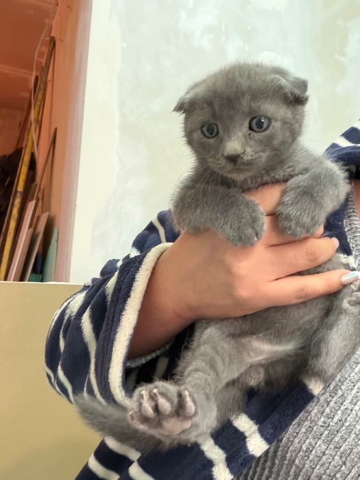 Котки шотландски клепоухи