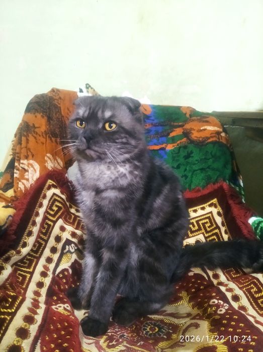 Шотлански виславухи 1 годик