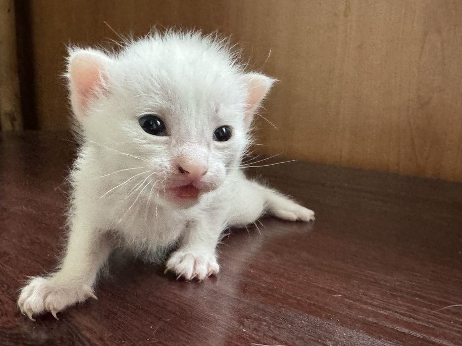 Отдам котенка бесплатно