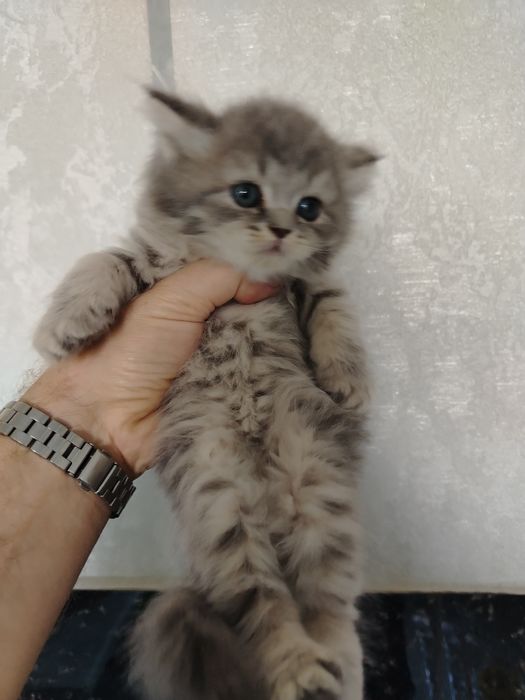 Продаются котята