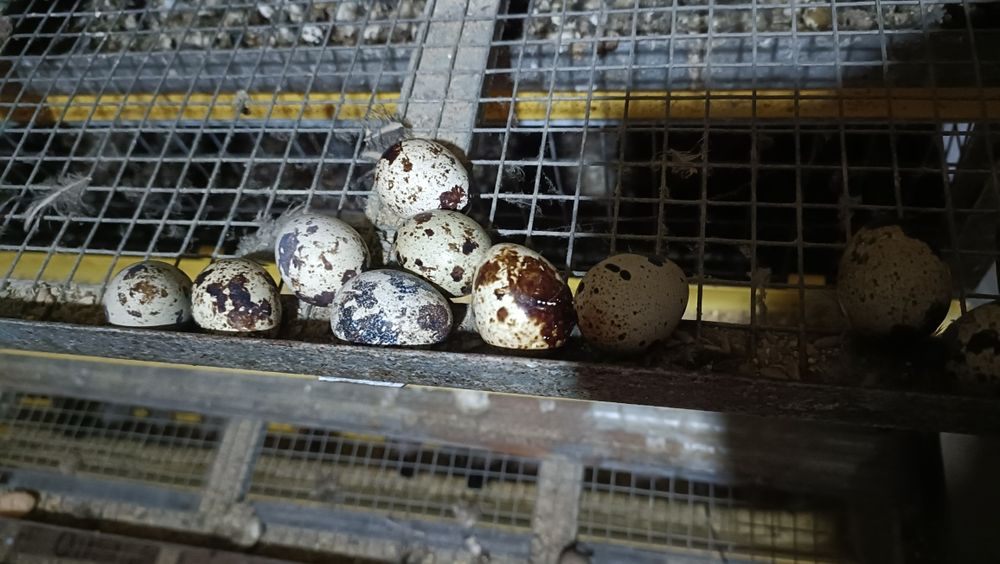 Перепелиные яйца