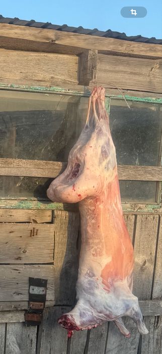 Мясо баранина молодняк