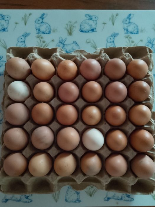 Яйцо для инкубирования
