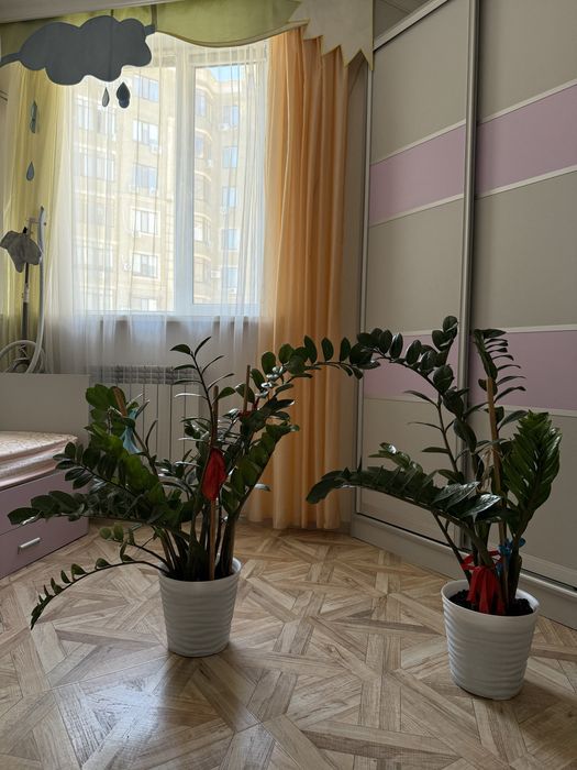 Продаются комнатные цветы