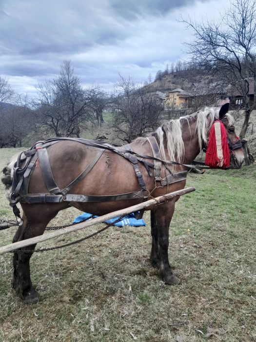 Iapă de 5 ani de vânzare