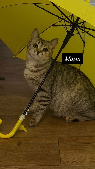 Котята мама шотланка папа британец