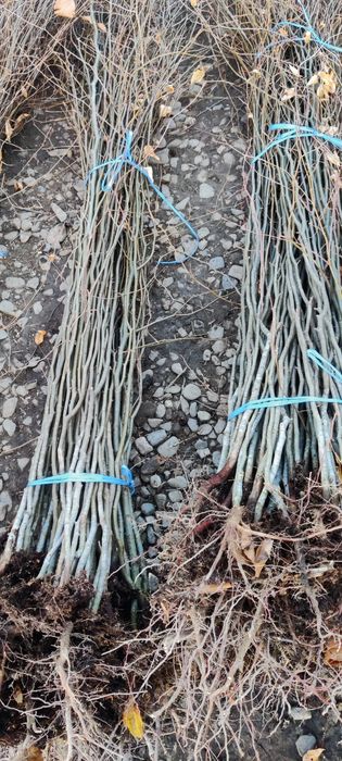 Puieți de fag și carpen înălțime 2 metri