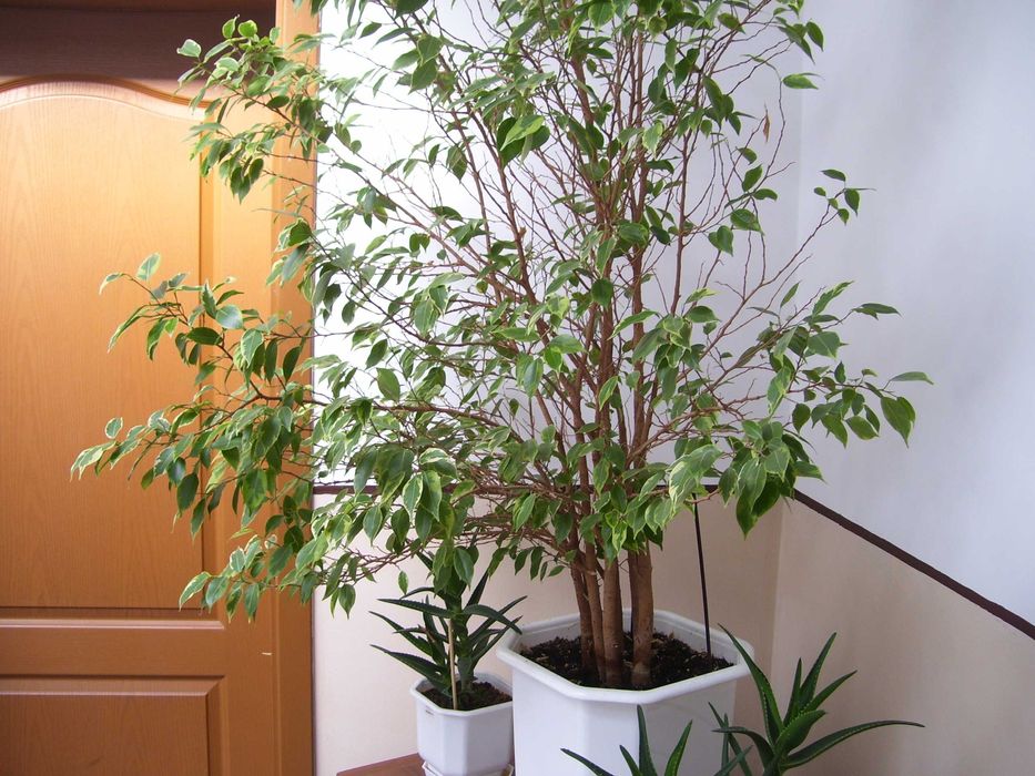 фотоапарат Kodak C533