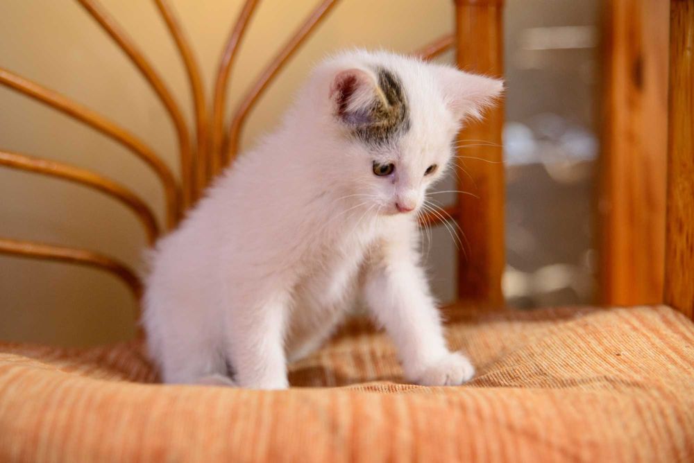 Котенок  девочка