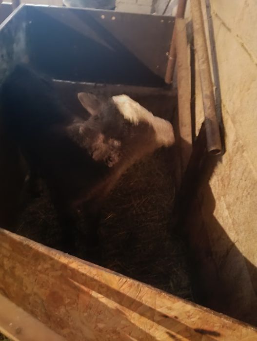 Телята 3 недельные