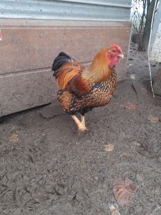 Cocoși wiandote de 1 an