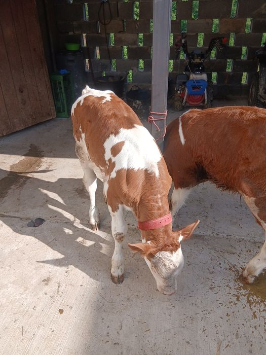 Vând viței de cinci saptamìni
