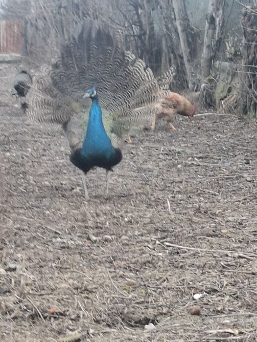 De vânzare păun standard