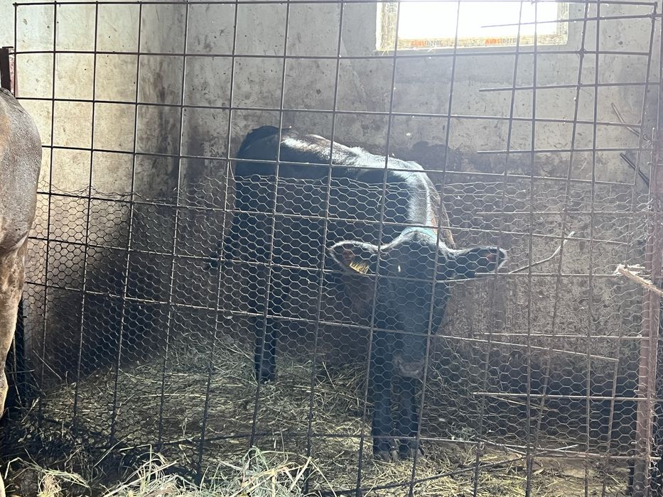 Vacă și vițel de vânzare