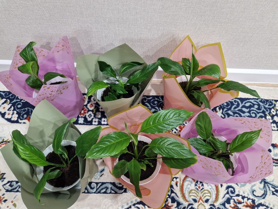 Продам цветы Женское счастье(спатифиллум)