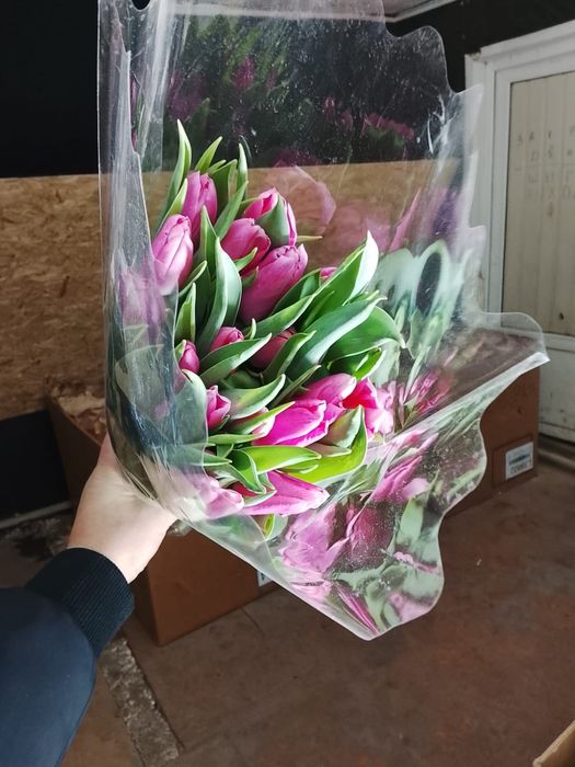 Тюльпаны Петропавловск