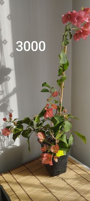 Бугенвиллии разные.