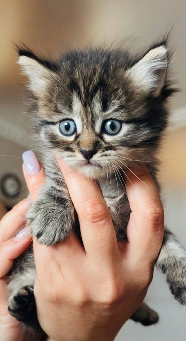 Котят в добрые руки