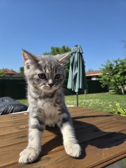 Британски котенца