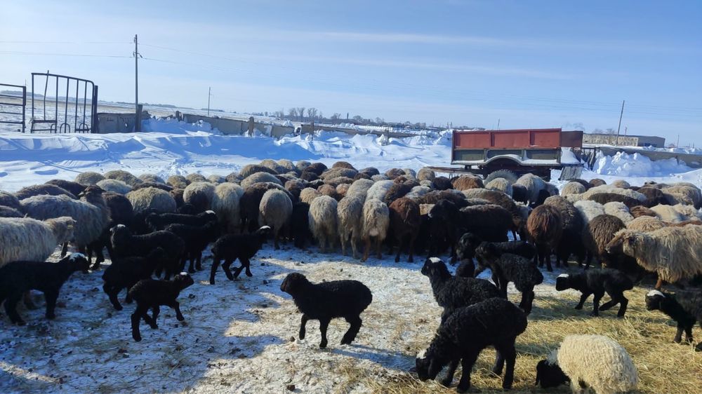 Овцы. Бараны. Ягнята