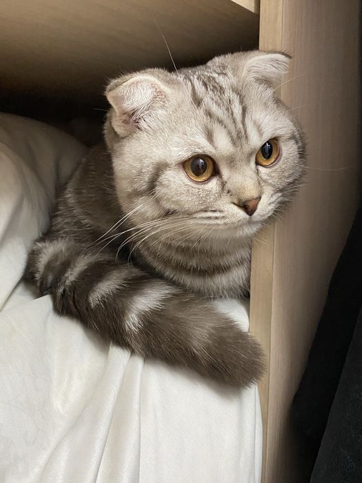 Кот домашний хороший