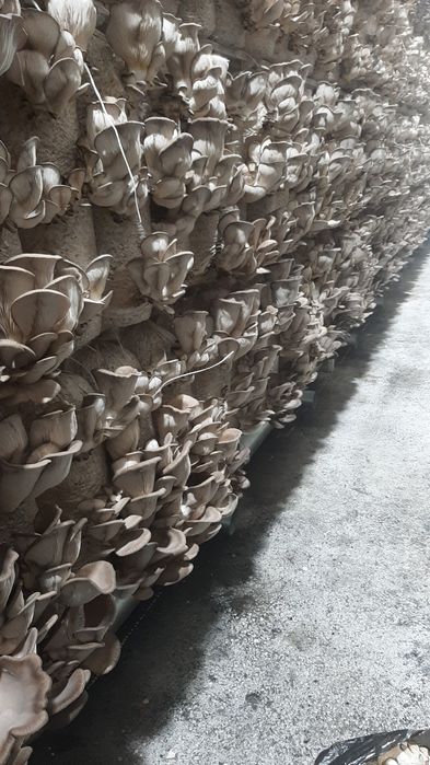 Грибы вешенка хорошо