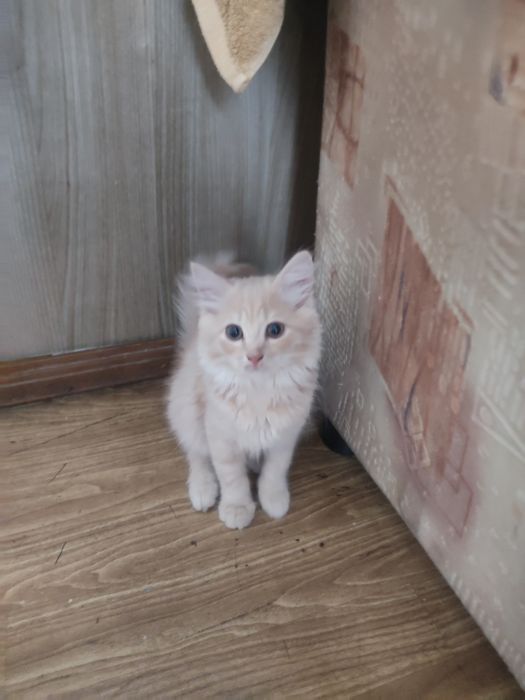 Одам котят в хорошие руки