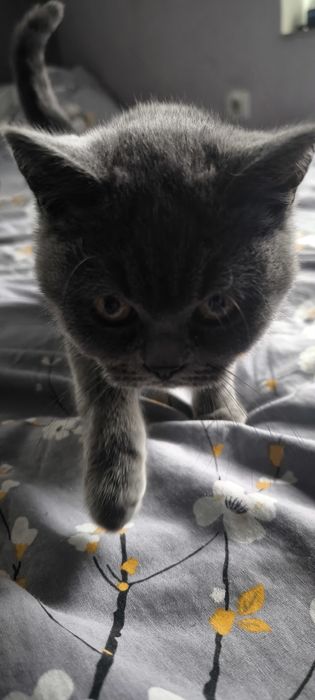 Британска късокосместа женска