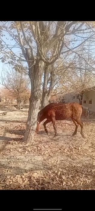 Qora bayir zotli otlar