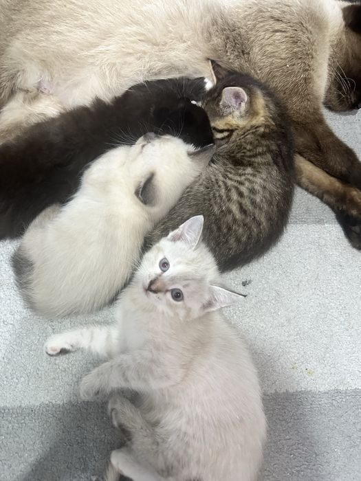 Отдам котят в добрые руки