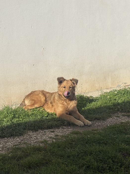 Rocky isi cauta casuta !