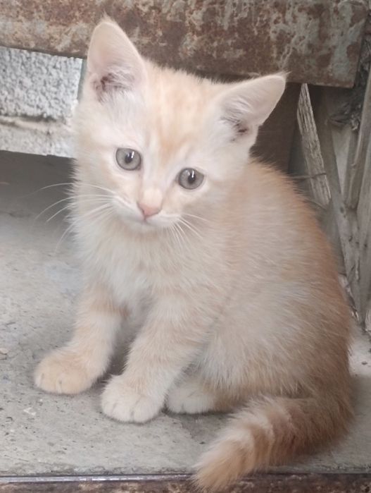 Отдам котят в добрые руки
