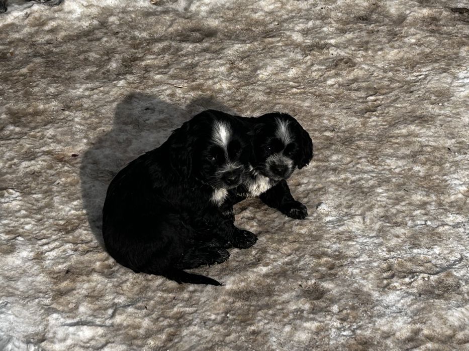 Продаются щенки спаниель