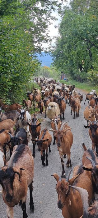 Vând capre și oi