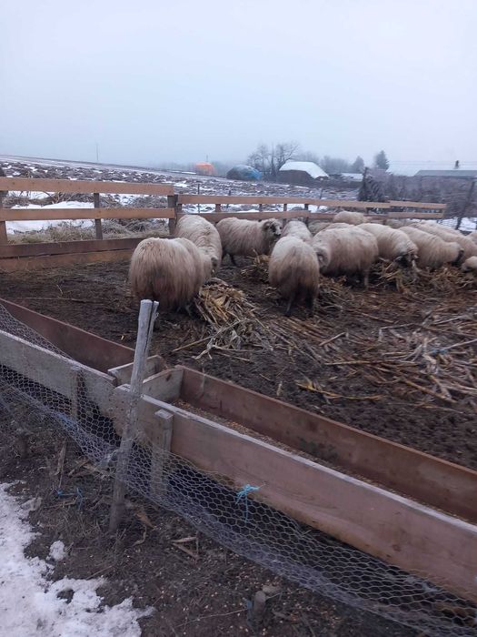 Ovine de vanzare