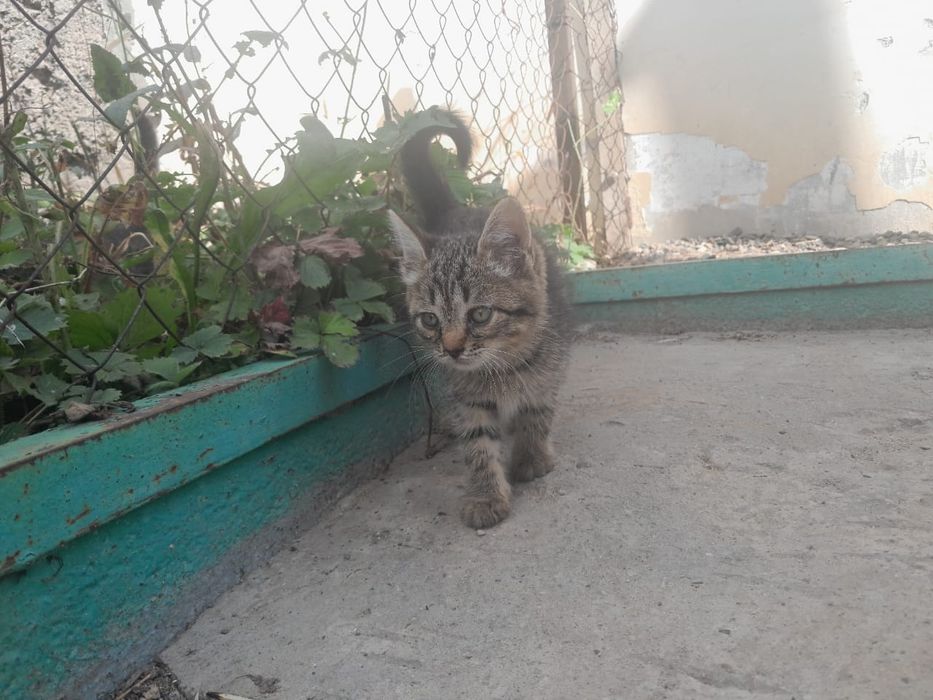 Отдам даром котят