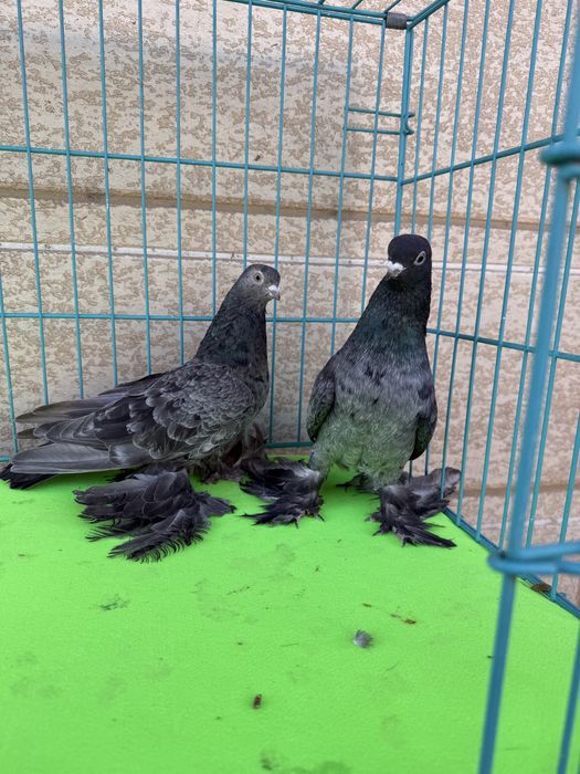 Голуби разных мастей