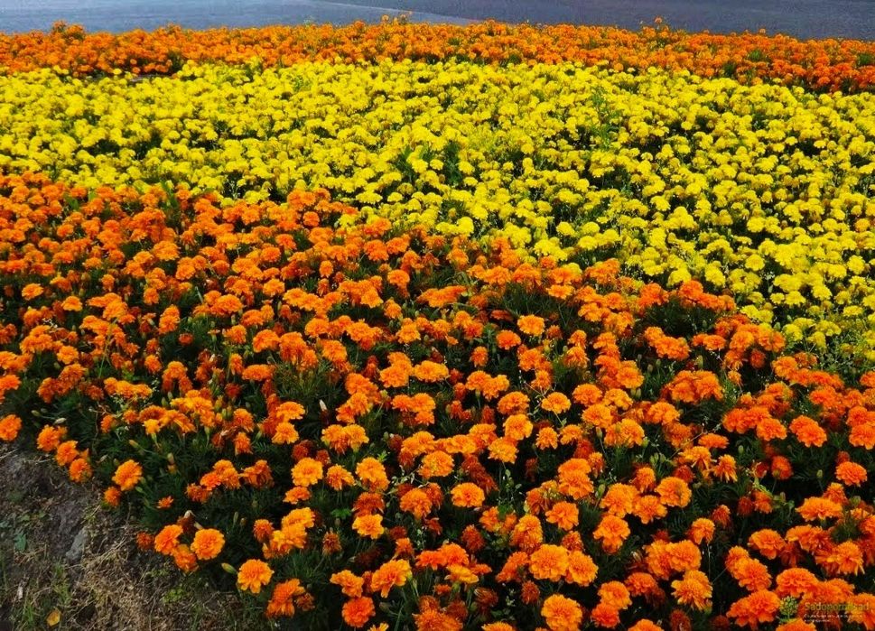 Рассада цветов. Петуния